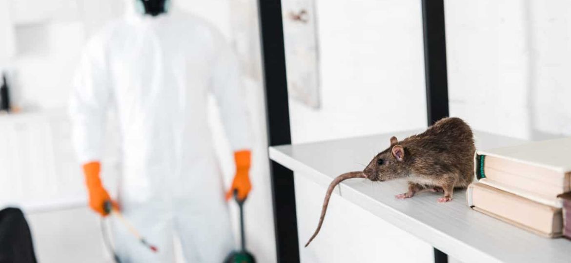 Rat Control Hyderabad | Eliminate Rodents, Protect Your Home